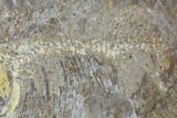 Bargain, Phareodus Fish Fossil - Huge Specimen #92199-4